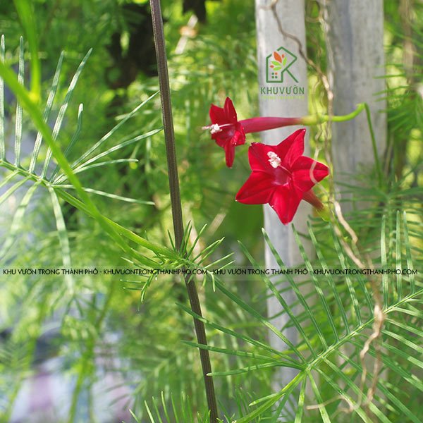 Dây Leo Tóc Tiên