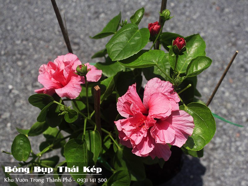 Cây Bông Bụp Thái Cánh Kép 2