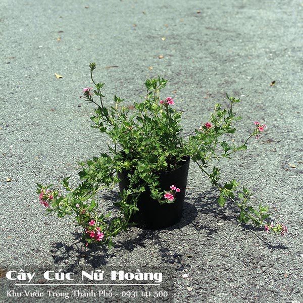 Cây Cúc Nữ Hoàng 2