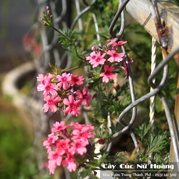 Cây Cúc Nữ Hoàng