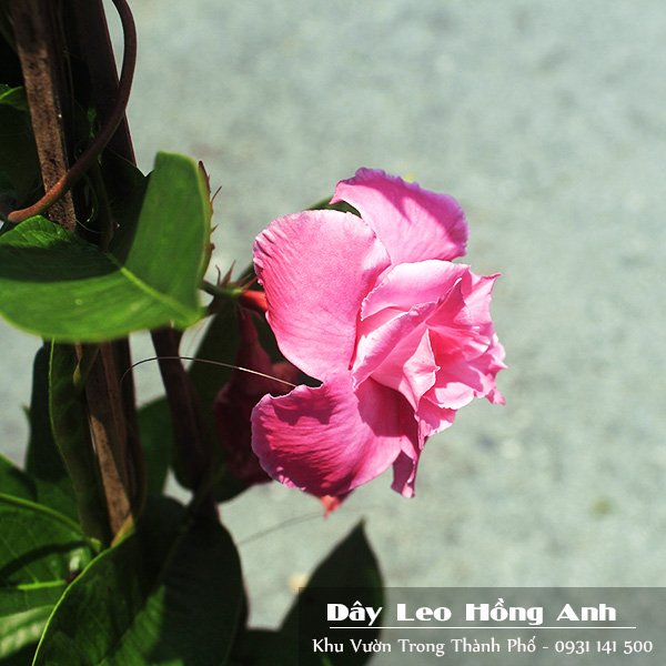 Cây Dây Leo Hồng Anh