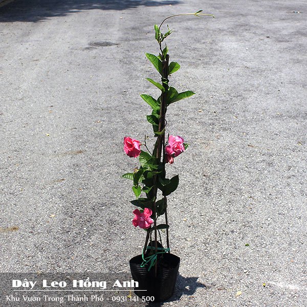 Cây Dây Leo Hồng Anh 2