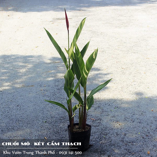 Cây Chuối Mỏ Két Lá Cẩm Thạch