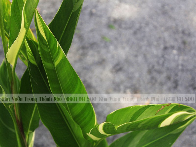 Cây Chuối Mỏ Két Lá Cẩm Thạch 2