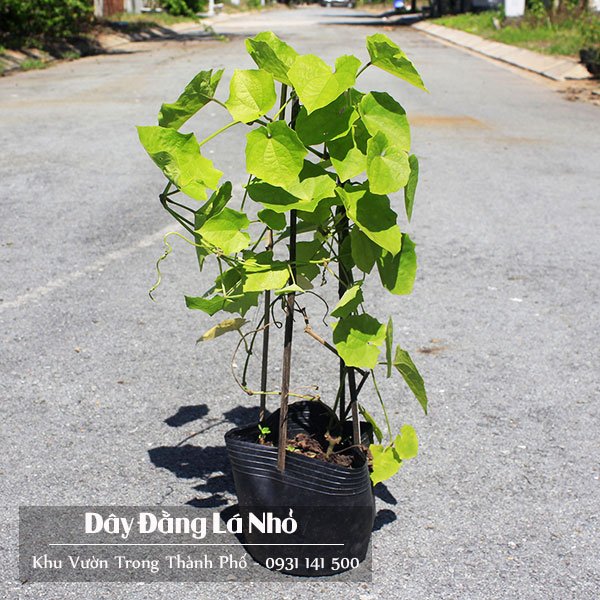 Cây Dây Leo Cát Đằng 2