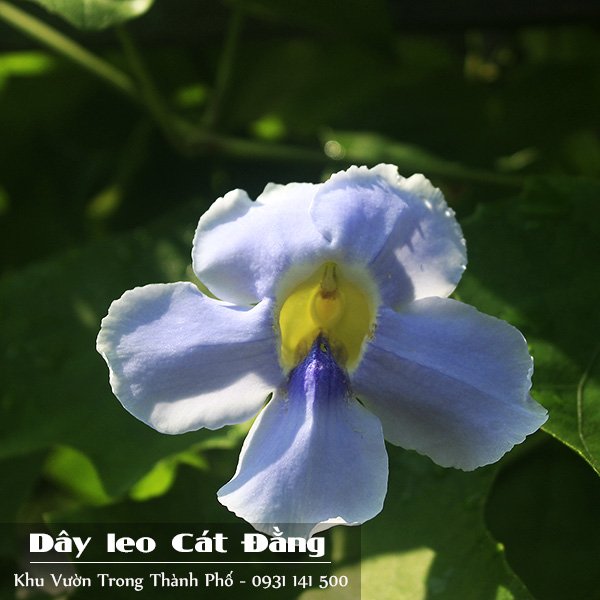 Cây Dây Leo Cát Đằng