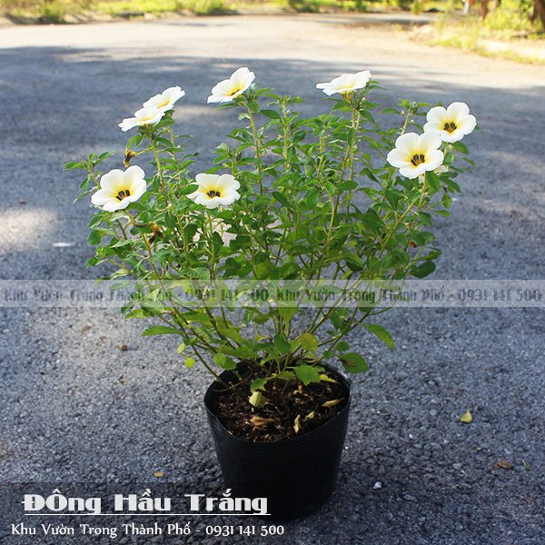 Cây Đông Hầu Trắng 2