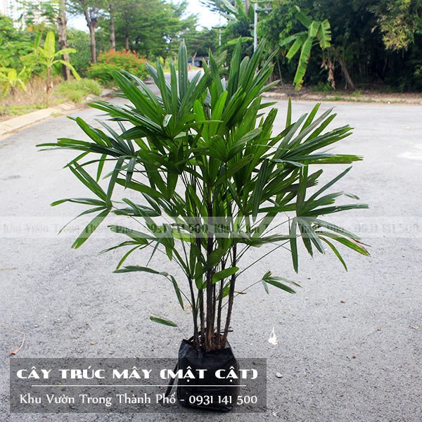 Cây Mật Cật