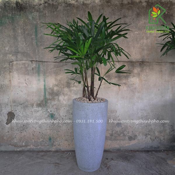 Cây Mật Cật 3