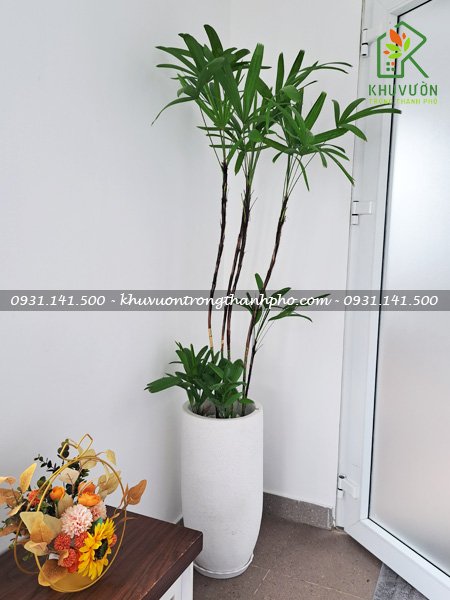 Cây Mật Cật 2