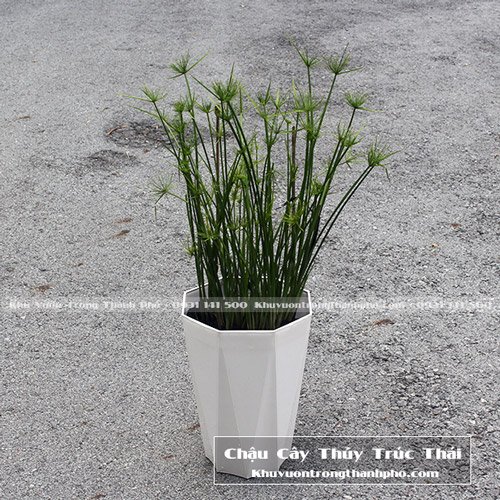 Cây Thủy Trúc Thái 3
