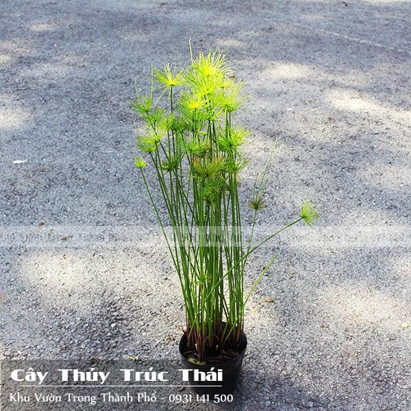 Cây Thủy Trúc Thái