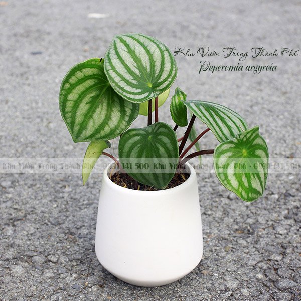 Chậu Cây Lá Sọc Dưa Hấu Peperomia argyreia