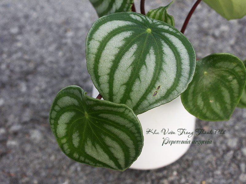 Chậu Cây Lá Sọc Dưa Hấu Peperomia argyreia 3