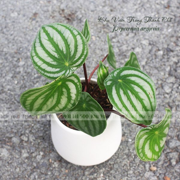 Chậu Cây Lá Sọc Dưa Hấu Peperomia argyreia 2