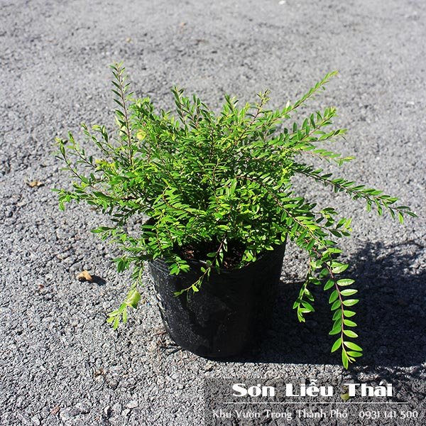 Cây Sơn Liễu Thái