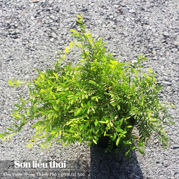 Cây Sơn Liễu Thái 3