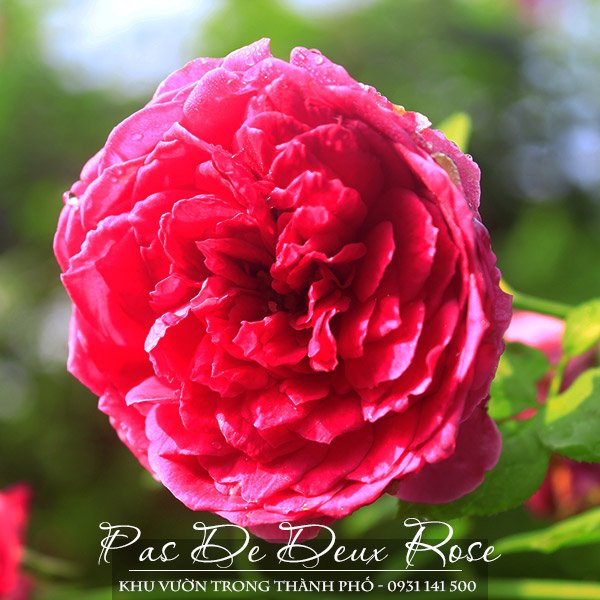 Hoa Hồng Ngoại Pas De Deux (Nhật Bản)