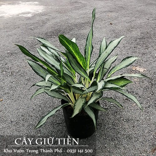 Cây Giữ Tiền Lá Lớn