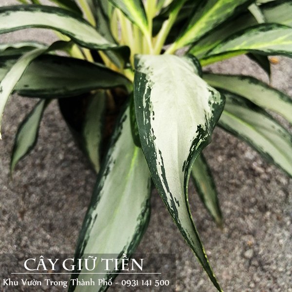 Cây Giữ Tiền Lá Lớn 3