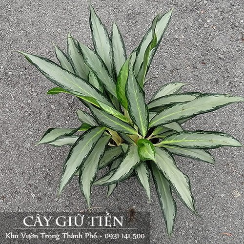 Cây Giữ Tiền Lá Lớn 2