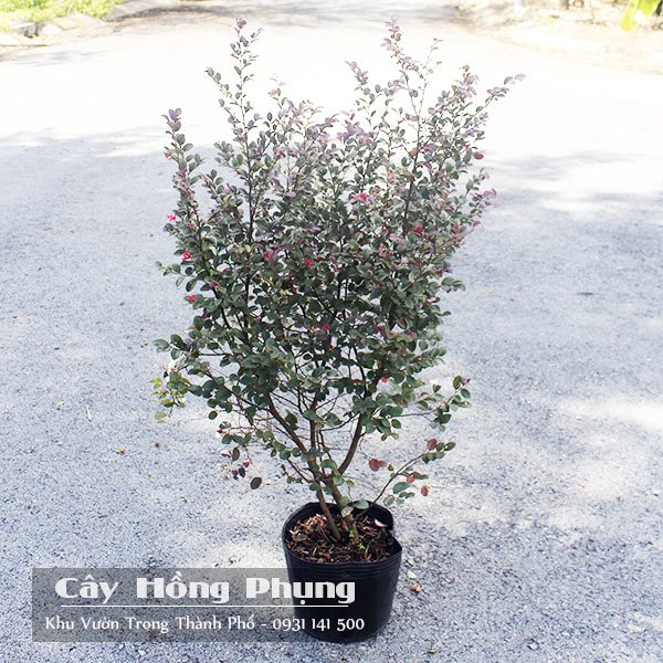 Cây Hồng Phụng