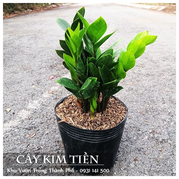 Cây Kim Tiền