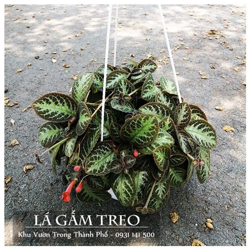 Cây Lá Gấm Chậu Treo