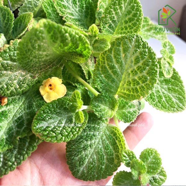 Cây Lá Gấm Chậu Treo 3