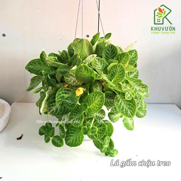 Cây Lá Gấm Chậu Treo 2