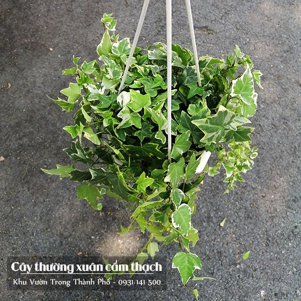 Cây Thường Xuân Cẩm Thạch