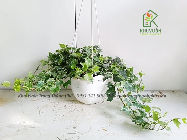 Cây Thường Xuân Cẩm Thạch 2