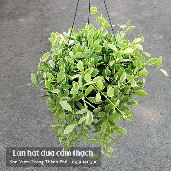 Cây Lan Hạt Dưa Cẩm Thạch