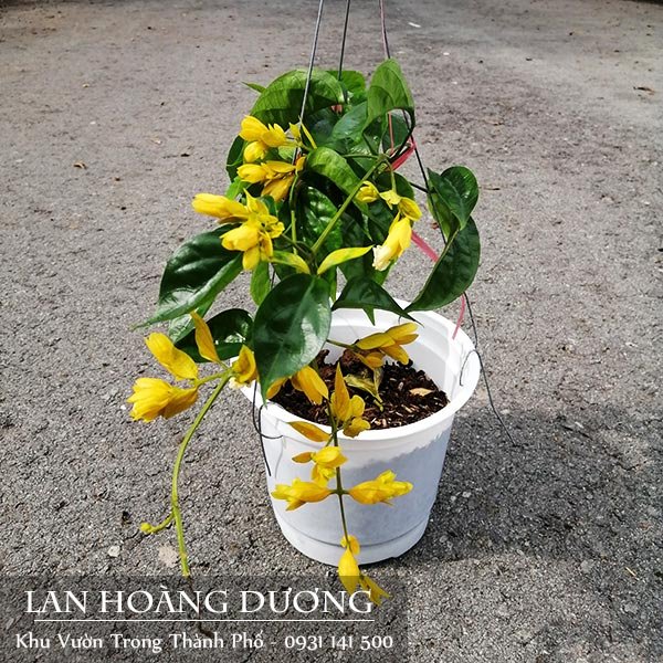 Cây Lan Hoàng Dương