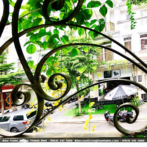 Cây Lan Hoàng Dương 3