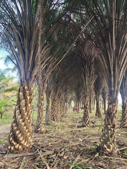 Cây Cọ Dầu 3