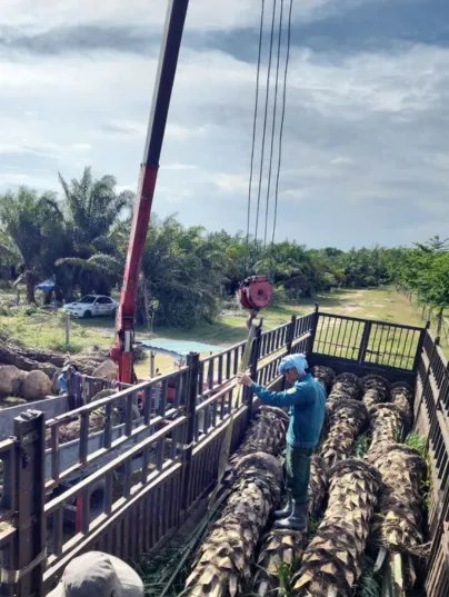 Cây Cọ Dầu 2