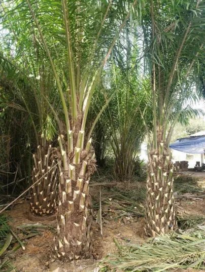 Cây Cọ Dầu