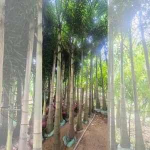 Cung Cấp Cây Cau Đuôi Chồn Trồng Cảnh Quan – Cây Khỏe, Dáng Đẹp, Giá Tốt 2025