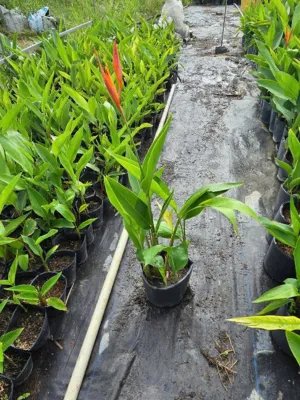 Chuối Mỏ Két