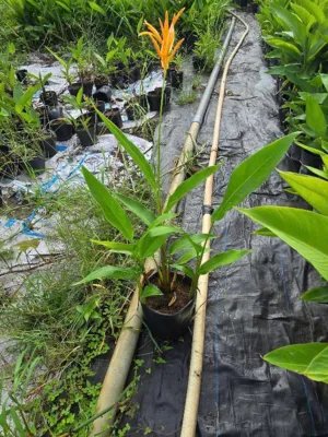 Chuối Mỏ Két 3