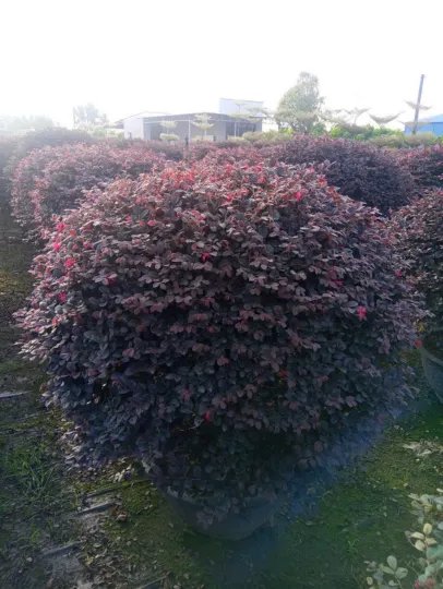 Cây Hồng Phụng 2