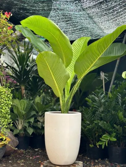 Cây Đại Phú Gia 2