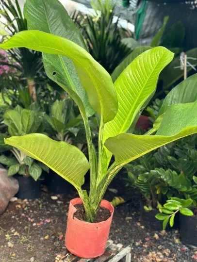 Cây Đại Phú Gia 3