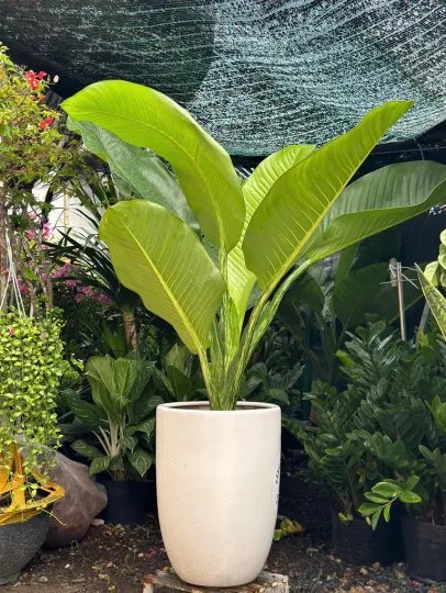Cây Đại Phú Gia