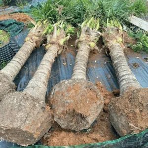 Cây Dừa – ONGREEN