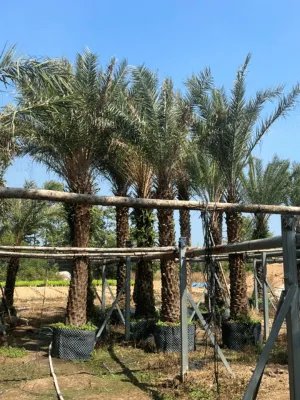 Cây Chà Là – ONGREEN
