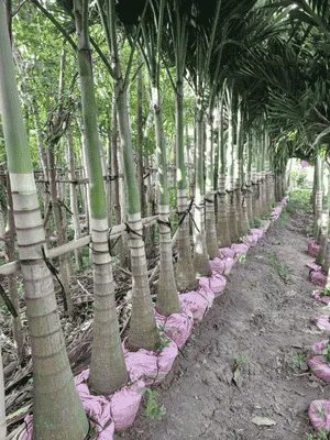 Cây Cau Trắng