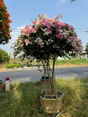 Cây Hoa Giấy Tán Dù