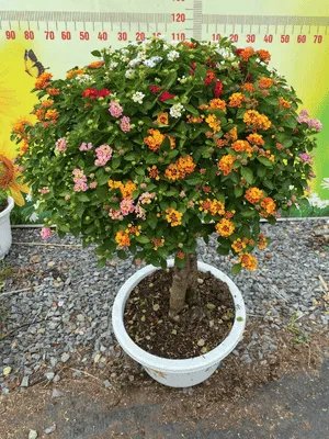 Trâm Ổi Ngũ Sắc Ghép